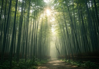 Obraz premium Misty bamboo forest with soft sunlight filtering through the tall stalks