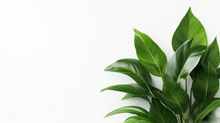 Obraz premium Lush Green Leaves with Glossy Texture Against a Minimalist White Background for Interior Design Inspiration