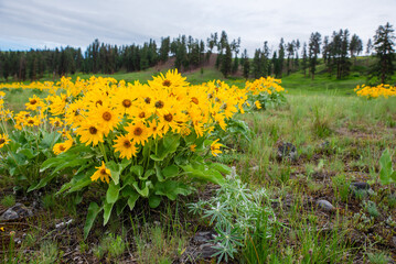 Obraz premium Yellow Wildflowers In Beautiful Meadow