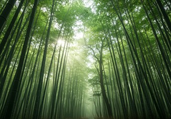 Fototapeta premium Misty bamboo forest with soft sunlight filtering through the tall stalks