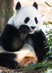 Obraz premium giant panda eating bamboo