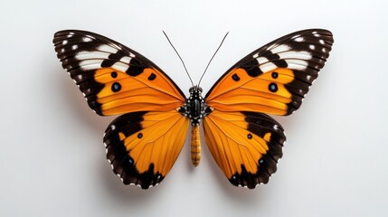 Fototapeta premium Vibrant orange butterfly displaying intricate patterns on a white backdrop