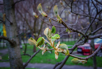 A branch of chestnut tree at the beginning of flowering near my house. Kiev spring.