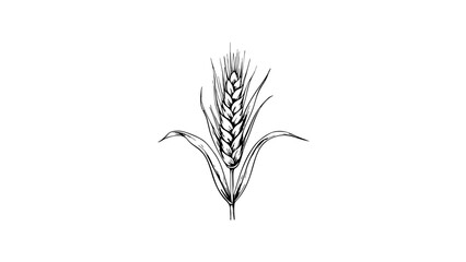 Fototapeta premium Vintage sketch of a wheat ear in black and white 