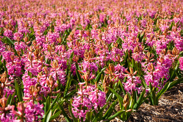 Field of pink hyacinths. Bright pink hyacinths.