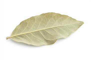 Obraz premium Dried bay leaf with intricate surface textures ideal for culinary and home remedies : Generative AI