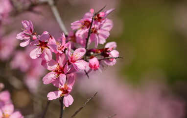  Spring Wild Almond Flower 1213