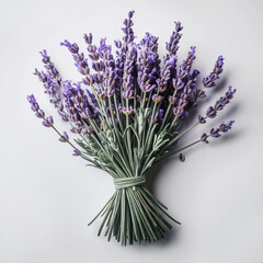 Fototapeta premium Lavender bunch, slender purple flower spikes with tiny buds on white