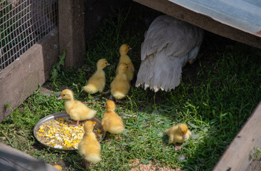 A mother duck hides her ducklings under a canopy, and the children follow their mother in single file, a pair of chickens eat grain from a bowl on the grass, breeding poultry in a summer cottage,