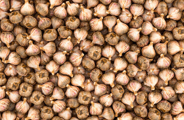 Garlics background, wallpaper. 3D rendering