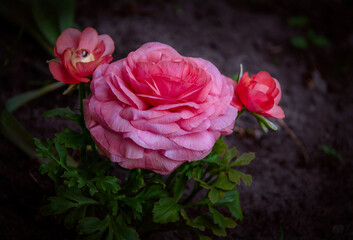 Bright Ranunculus asiatica blooming in the garden.
