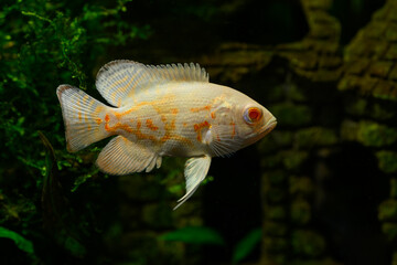 Peacock toothed fish albino form under the surface.
