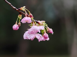 河津桜