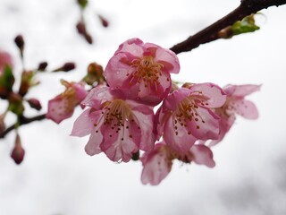 河津桜