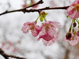 河津桜