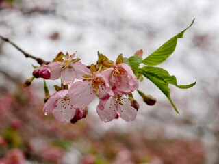 河津桜
