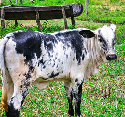Calves graze in an open-air field. Livestock.