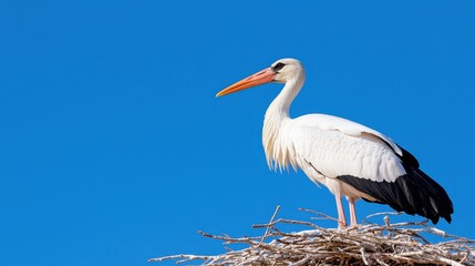 White storks nest atop their home under the blue Algarve sky