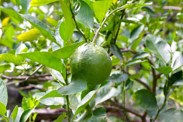 Pomelo fruits on tree in the garden