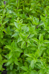 Thai sweet basil herb plant