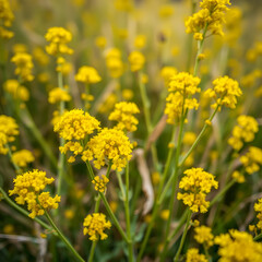 Obraz premium Solidago: Macro Art View of Yellow Goldenrod Wildflowers Blooming in North American Prairie