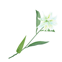 White lily flower with a stem watercolor illustration isolated on white. High quality clip art perfect for cards, posters, stickers, Easter, Passover, Holy Thursday, christening baptism wedding decor