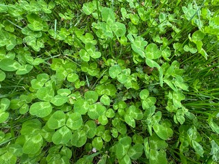 Obraz premium Close up of a green color Trifolium repens leaf against a bright nature background. Clover fresh leaves texture. Close-up. White clover is a herbaceous perennial plant in the bean family Fabaceae.