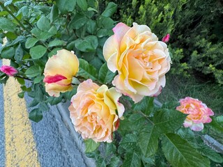 Yellow pink rose bloom in the garden. Rosa 'Madame A. Meilland' flower in full bloom close up. Beautiful hybrid tea Peace rose. A colorful pink and creamy white rose flower top view.
