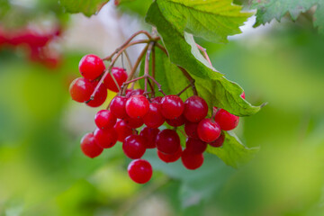 Cluster of Red Viburnum Berries on a Branch