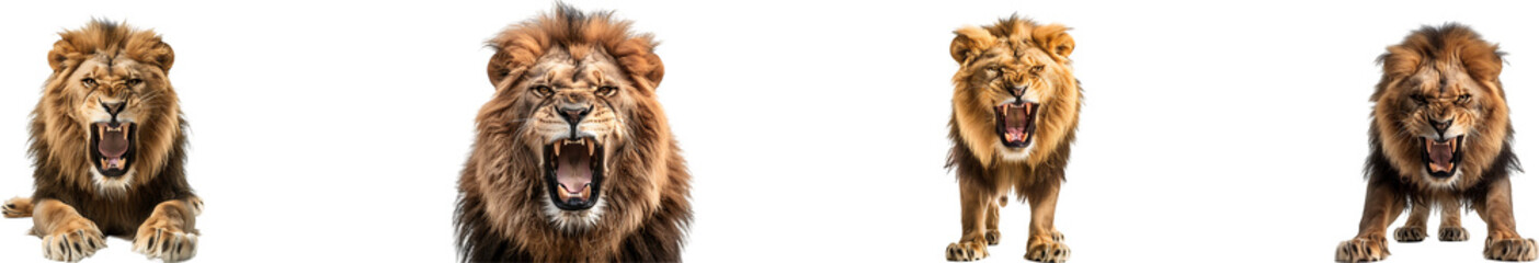 Lion is roaring on transparent background collection set