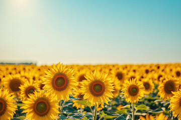 Fototapeta premium A Golden sunflower field under clear blue sky, warm yellow tones, ultra sharp, 4K resolution, vibrant nature scene