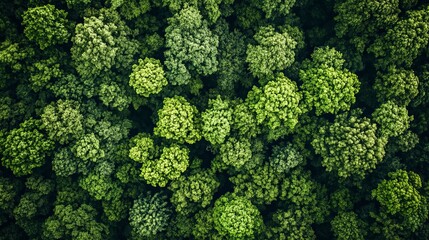 Naklejka premium Aerial View Lush Green Forest Canopy Nature Texture Background Image High Resolution Detailed Summer Woods Overhead Shot Greenery Springtime Ecology 