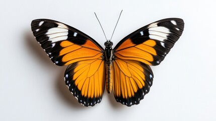 Fototapeta premium Close-up view of a vibrant orange butterfly resting on a bright background