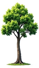 High definition collection of tree isolated on a white background with intricate branches and leaves , Collection, Botany, Branches