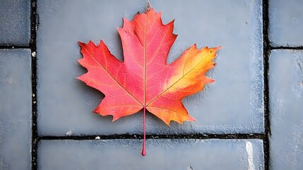 Vibrant Red and Orange Autumn Maple Leaf on Grey Pavement