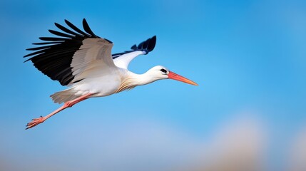 Obraz premium Majestic white stork soaring gracefully against a vibrant blue sky