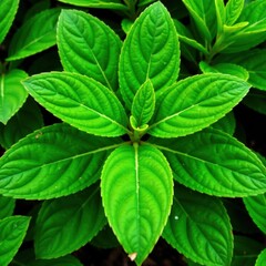 Leafy Green Plant with Texture , texture, plant, leaves