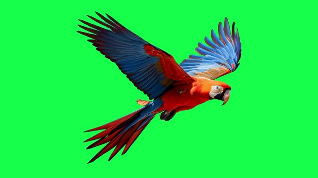 Vibrant parrot flying animation, transparent 4K video, green screen