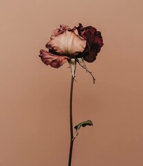 A single faded rose in muted tones against a dusty pink background, symbolizing beauty and wistfulness, perfect for seasonal themes and emotional contexts