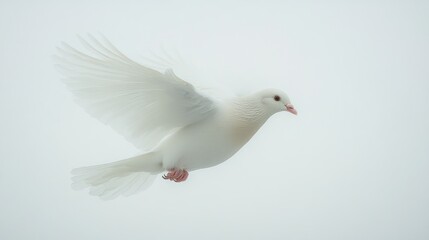 Fototapeta premium White Dove in Flight Against a Light Background (6)