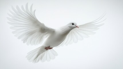 Obraz premium White dove in flight, against a soft white background
