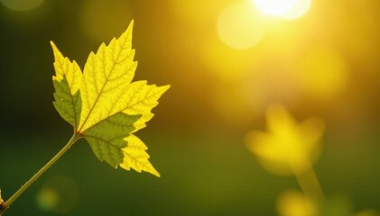 Obraz premium Golden sunshine falls on a delicate yellow leaf, foil, golden, leaf