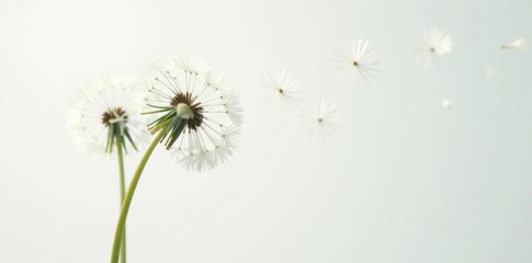 Delicate dandelion stem with seed head blowing away on white background , outdoor, seed, blowdand