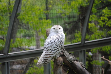 great horned owl