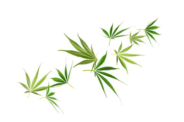 Obraz premium Cannabis leaves falling isolated on white background.
