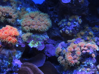 coral reef