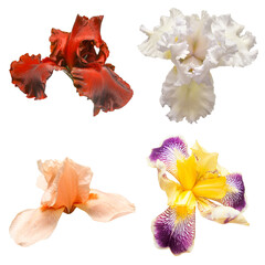 Collection of multicolored irises flowers isolated on white background. Fashionable creative floral...