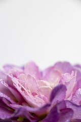 Obraz premium Close up of Primula Polyanna Crystal Fountain Flowers