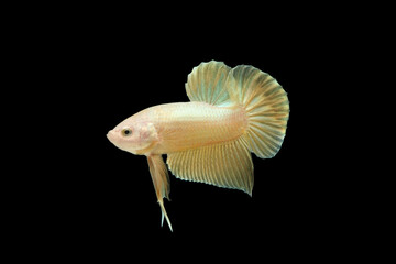 betta fish