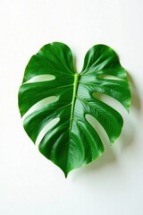 Single Monstera leaf against white background, tropical plant, closeup, single leaf